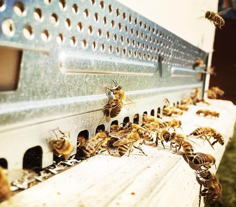 Non pensate di fare soldi facilmente con le api